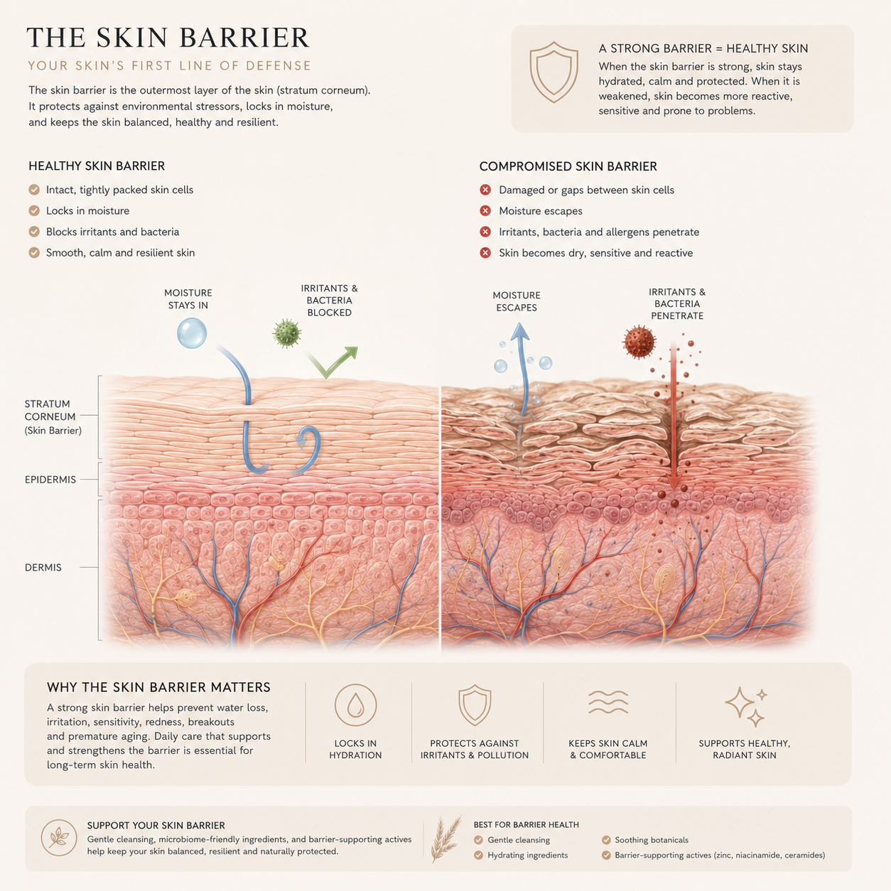 Skin Barrier Function Diagram